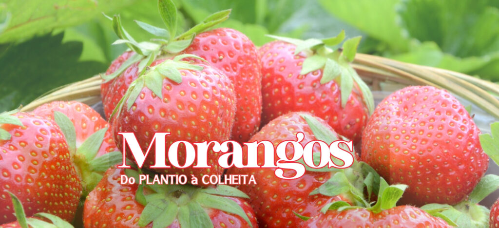 eg-distribuidora-de-pecas-agricolas-no-brasil